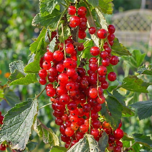Red Currant Rovada - for Sale Red Currant Rovada