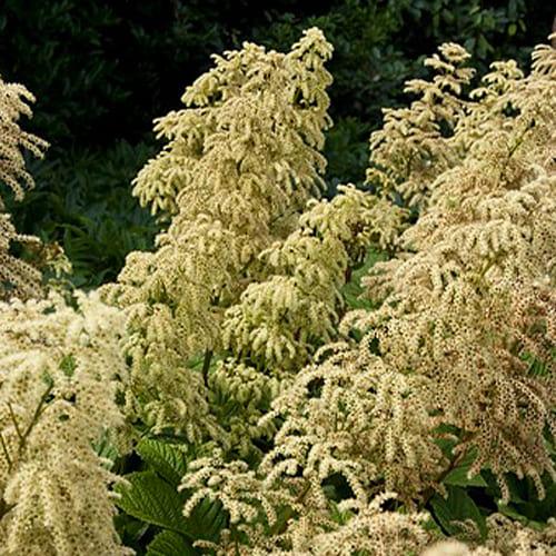 Rodgersia (aesculifolia) - for Sale Rodgersia (aesculifolia)