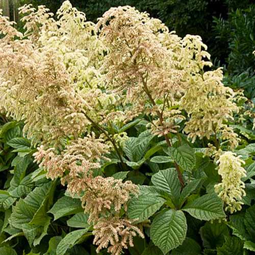 Rodgersia (aesculifolia) - for Sale Rodgersia (aesculifolia)