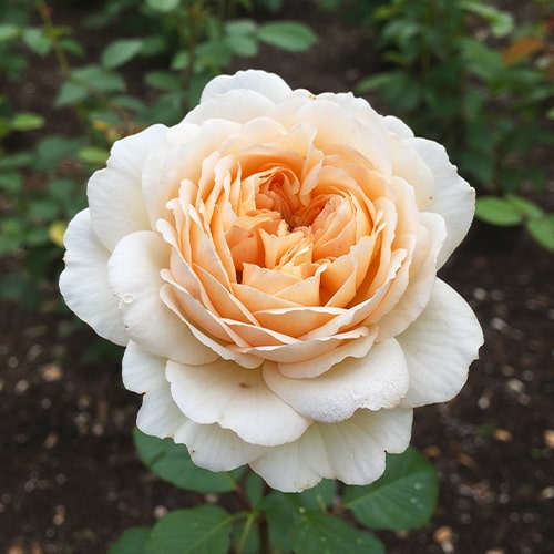Rose Anastasia - for Sale Rose Anastasia