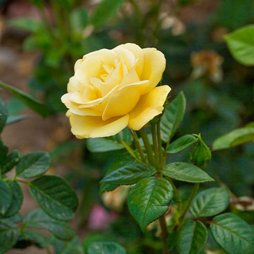 Rose Arthur Bell - for Sale Rose Arthur Bell