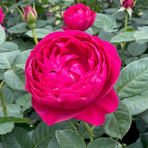 Rose Ascot - for Sale Rose Ascot