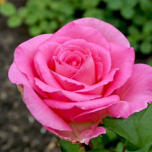 Rosa Beverly - for Sale Rosa Beverly