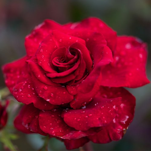 Rose Black Magic - for Sale Rose Black Magic