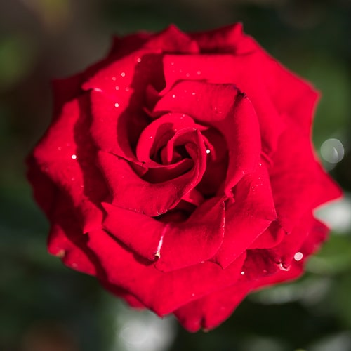 Rose Black Magic - for Sale Rose Black Magic