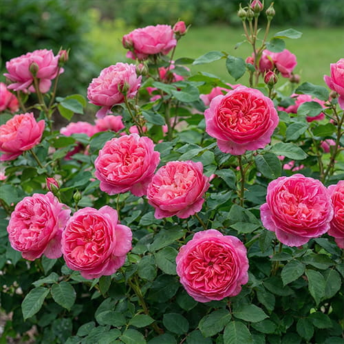 Rose Boscobel - for Sale Rose Boscobel