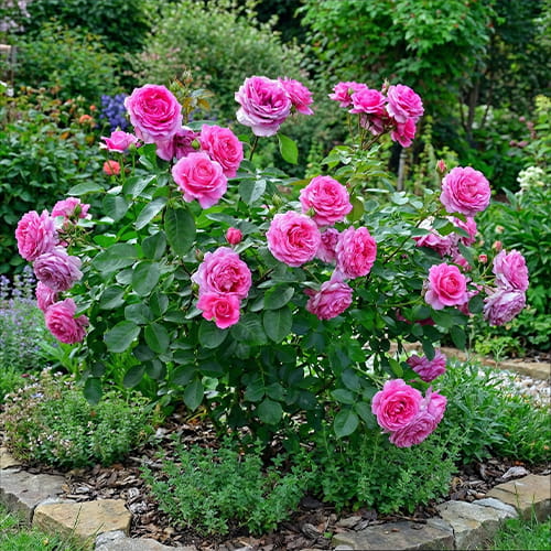 Rose Claire Marshall - for Sale Rose Claire Marshall