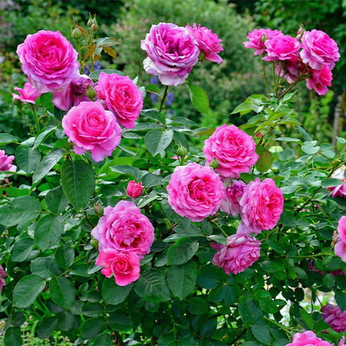 Rose Claire Marshall - for Sale Rose Claire Marshall