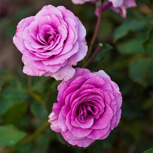 Rose Climbing Violette Parfumee - for Sale Rose Climbing Violette Parfumee