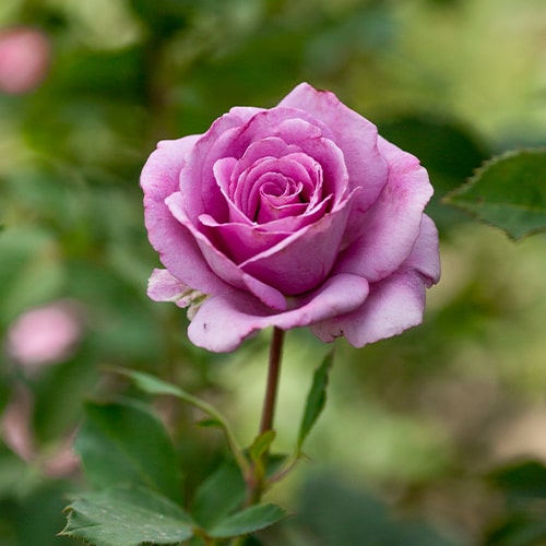 Rose Climbing Violette Parfumee - for Sale Rose Climbing Violette Parfumee