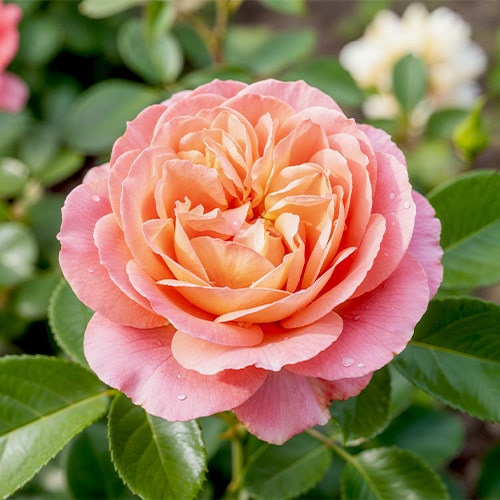 Rose Dornburger Schlossrose - for Sale Rose Dornburger Schlossrose
