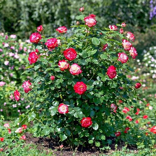 Rose Double Delight - for Sale Rose Double Delight