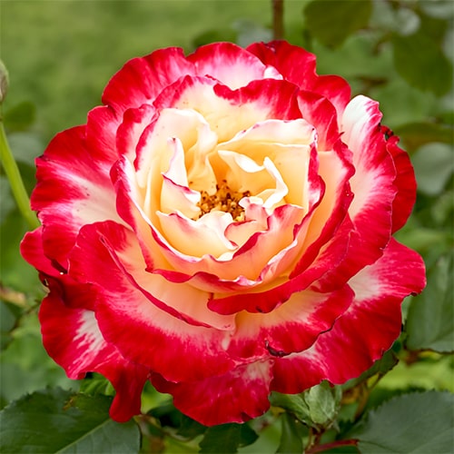 Rose Double Delight - for Sale Rose Double Delight