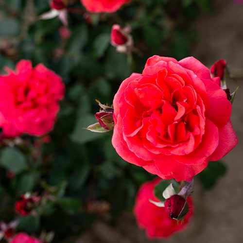 Rose Duftwolke - for Sale Rose Duftwolke