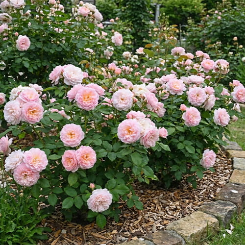 Rose Elizabeth - for Sale Rose Elizabeth