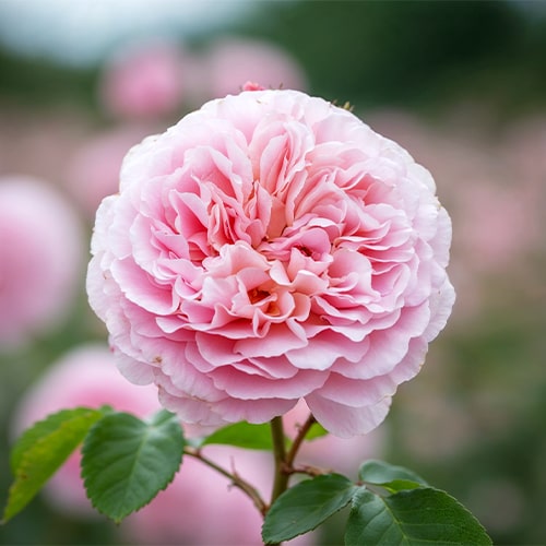 Rose Eustacia Vye (Sts. Francis and Claire) - for Sale Rose Eustacia Vye (Sts. Francis and Claire)