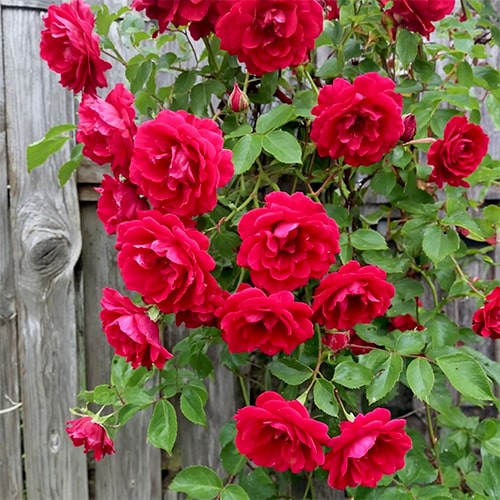 Rose Flammentanz - for Sale Rose Flammentanz