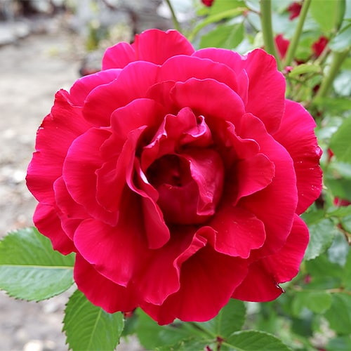 Rose Flammentanz - for Sale Rose Flammentanz