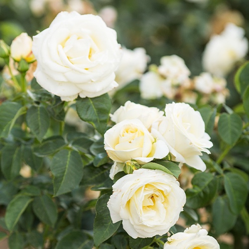 Rose Frederic Chopin - for Sale Rose Frederic Chopin