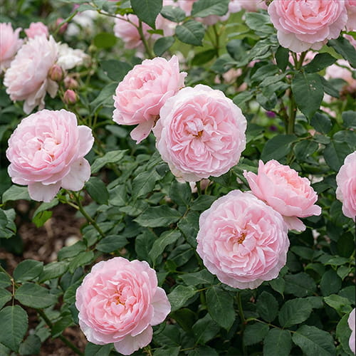 Rose Gentle Hermione - for Sale Rose Gentle Hermione