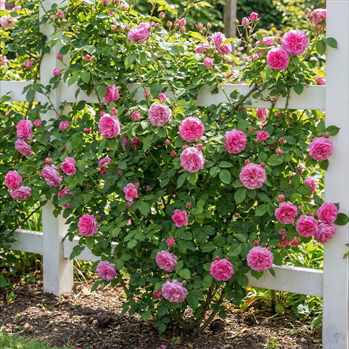 Rose Gertrude Jekyll - for Sale Rose Gertrude Jekyll
