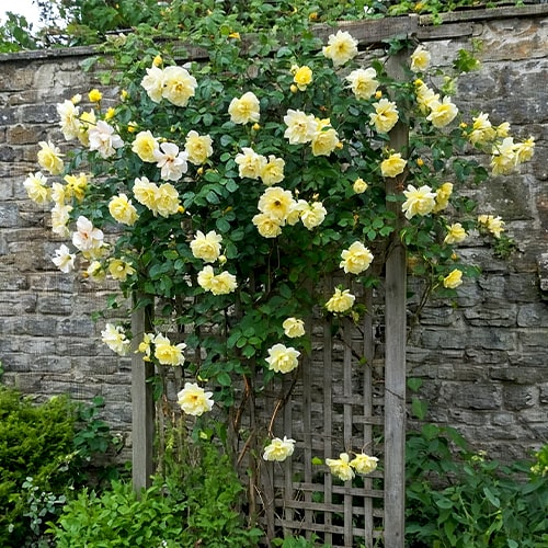 Rose Golden Showers - for Sale Rose Golden Showers