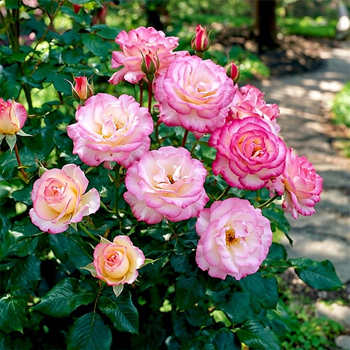 Rose Handel - for Sale Rose Handel
