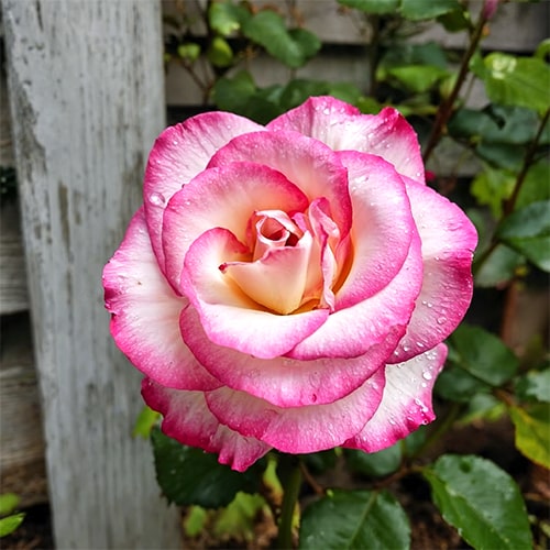 Rose Handel - for Sale Rose Handel