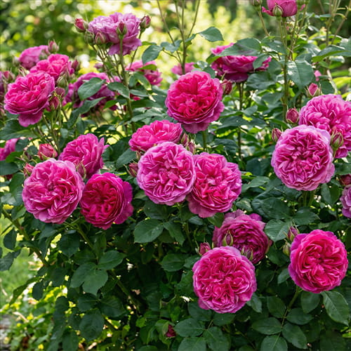 Rose James L. Austin - for Sale Rose James L. Austin