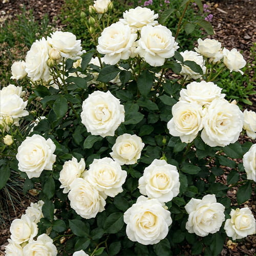 Rose Karen Blixen - for Sale Rose Karen Blixen