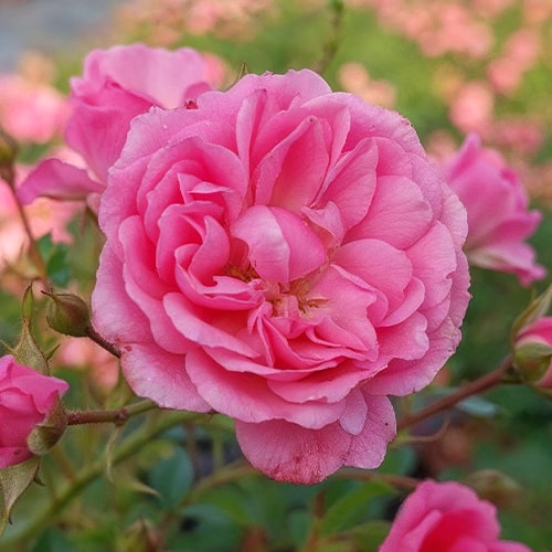 Rose Knirps - for Sale Rose Knirps
