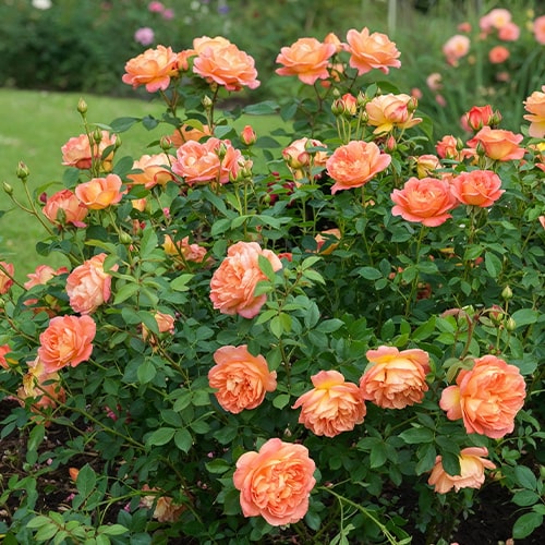 Rosa Lady of Shalot - for Sale Rosa Lady of Shalot