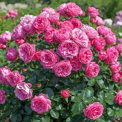 Rose Leonardo da Vinci - for Sale Rose Leonardo da Vinci