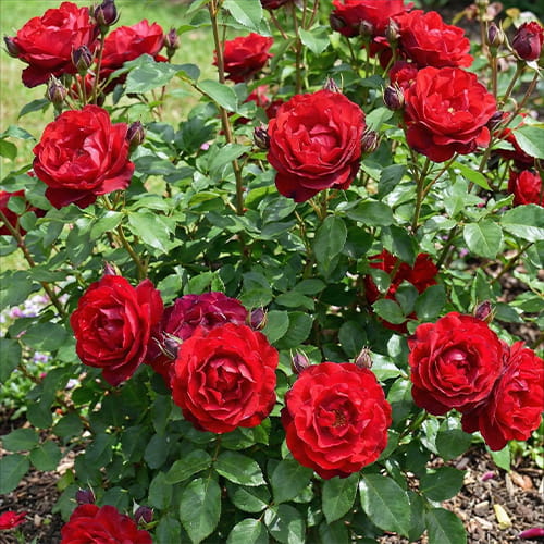 Rose Lilli Marleen - for Sale Rose Lilli Marleen
