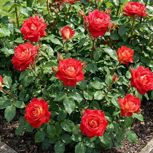 Rose Lustige - for Sale Rose Lustige