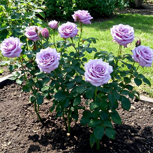 Rose Mainzer Fastnacht - for Sale Rose Mainzer Fastnacht