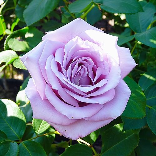 Rose Mainzer Fastnacht - for Sale Rose Mainzer Fastnacht