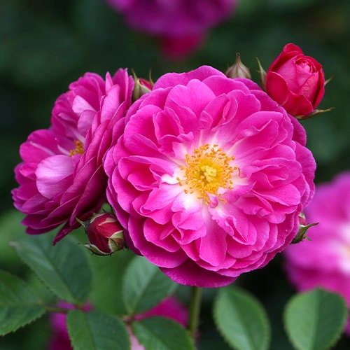 Rose Manhattan Blue - for Sale Rose Manhattan Blue