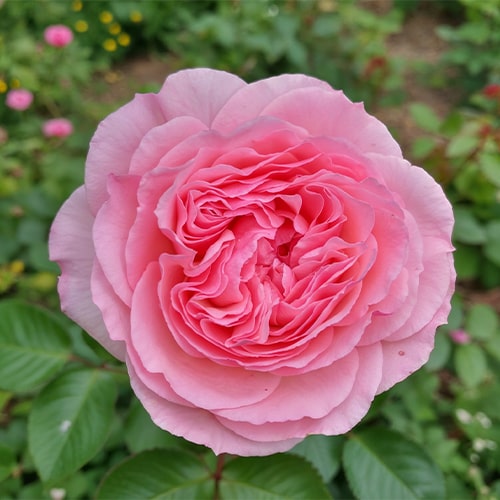 Rose Mariatheresia - for Sale Rose Mariatheresia