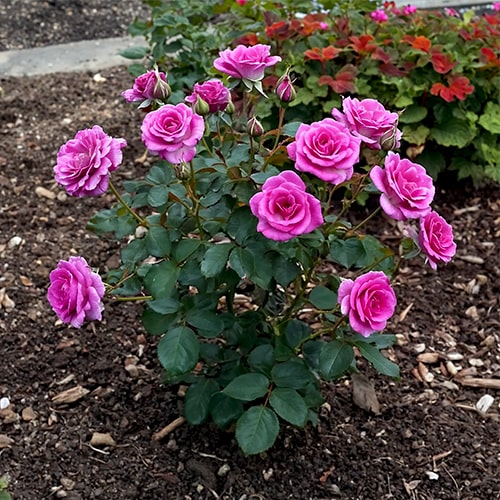 Rose Melody Parfumee - for Sale Rose Melody Parfumee
