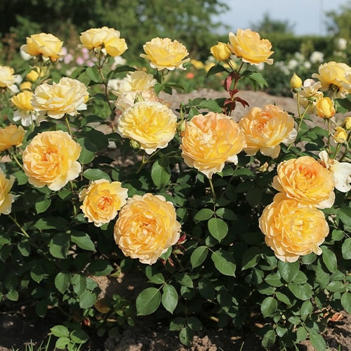 Rose Molineux - for Sale Rose Molineux