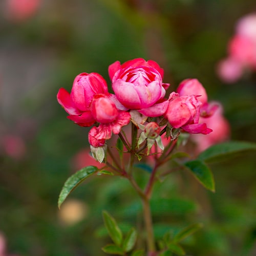 Rose Morsdag Red - for Sale Rose Morsdag Red