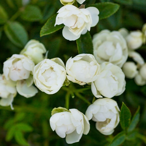 Rose Morsdag White - for Sale Rose Morsdag White