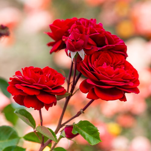 Rose Mushimara - for Sale Rose Mushimara