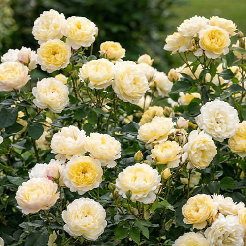 Rose Nye Bevan - for Sale Rose Nye Bevan