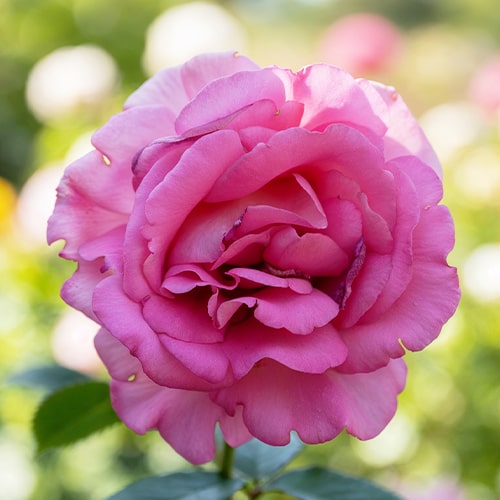 Rose Parfum Royal Climbing - for Sale Rose Parfum Royal Climbing