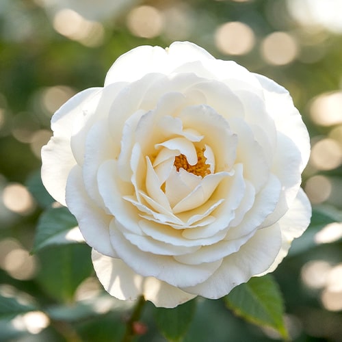 Rose Perfume Dreams - for Sale Rose Perfume Dreams
