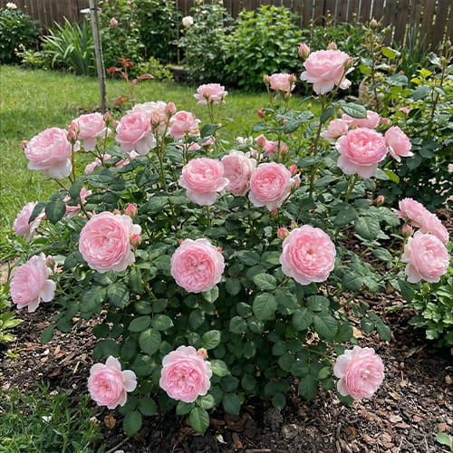Rose Queen of Sweden - for Sale Rose Queen of Sweden