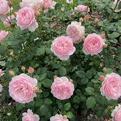 Rose Queen of Sweden - for Sale Rose Queen of Sweden