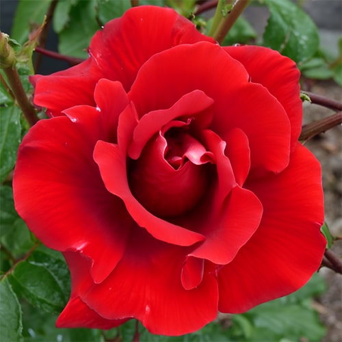 Rose Santana - for Sale Rose Santana